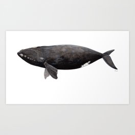 Northern right whale (Eubalaena glacialis) Art Print