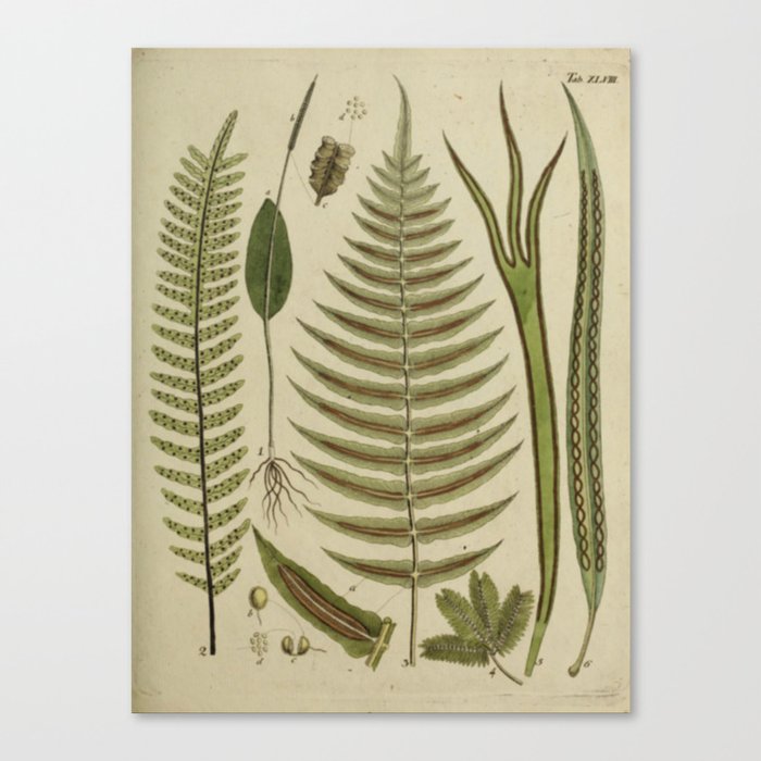 Canvas Print