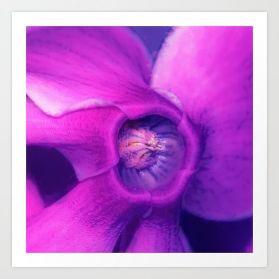 Blue, purple, pink cyclamen Art Print
