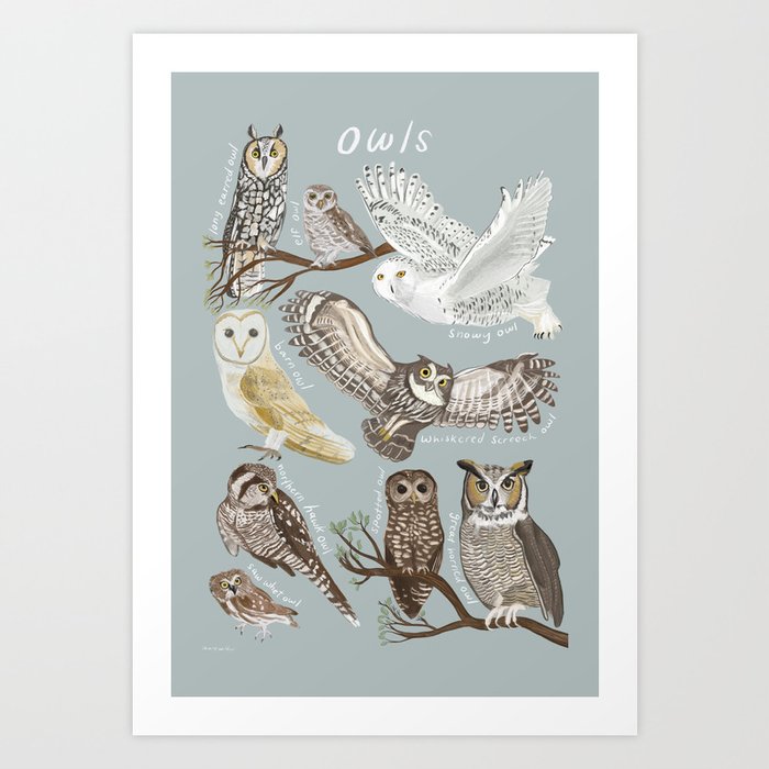 Owls Illustrated Chart Art Print