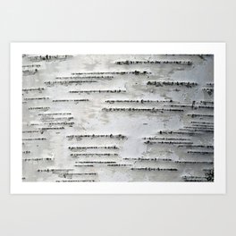 Black and White Birch Bark Art Print