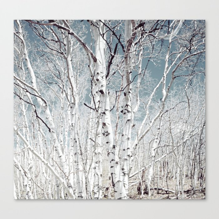 Birch Trees in Utah Highland Canvas Print