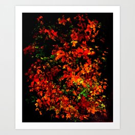 Red leaves of Fall Shining in the Rain Art Print