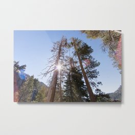Mountainside Jeffrey Pine Trees (Lower Echo Lake, California) Metal Print | Tall, Green, Adventure, Beautiful, Mountains, Trees, Cool, Echolake, Laketahoe, Popular 