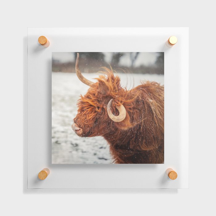 Scottish Highland Cow | Scottish Cattle | Cute Cow | Scottish Cow | Cute Cattle 06 Floating Acrylic Print