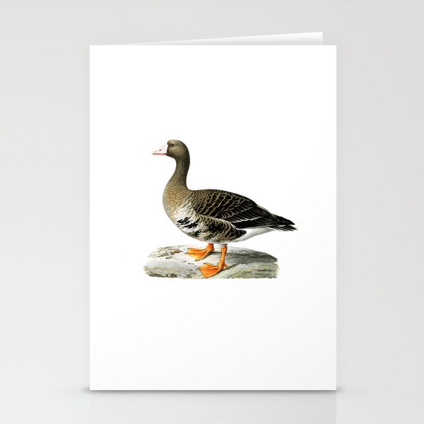 Vintage Greater White Fronted Goose Bird Illustration Stationery Cards