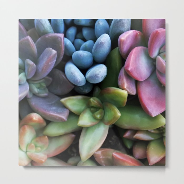 Colorful Succulents Metal Print