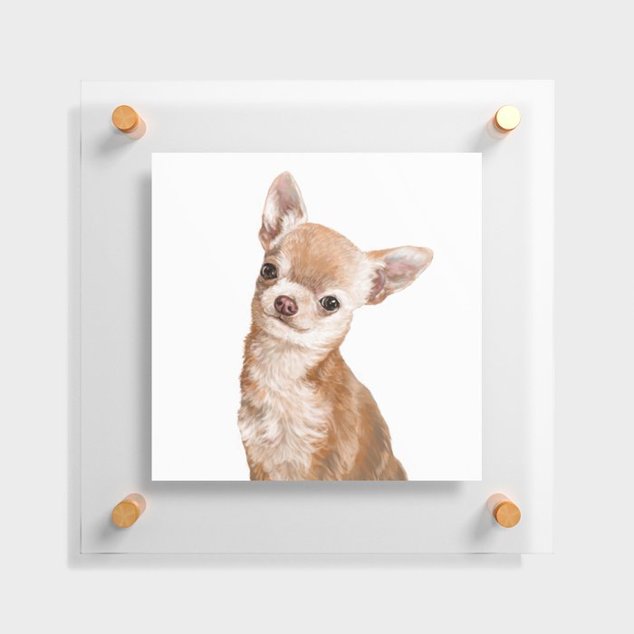 Chihuahua Floating Acrylic Print