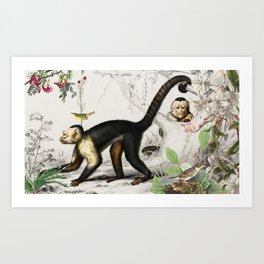 Capucin monkey Art Print