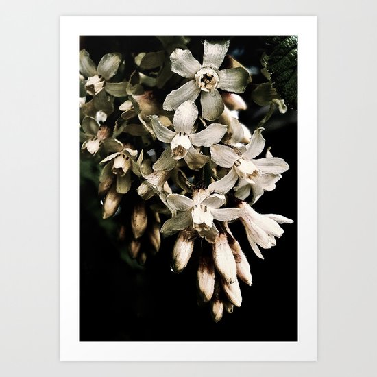 Flowering Currant, White icicle Art Print