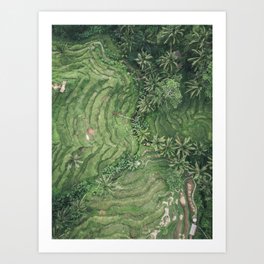 Rice Terrace Ubud, Bali Art Print | Bali, Tegellalang, Riceterrace, Ubud, Palm, Green, Ricefield, Photo, Drone 