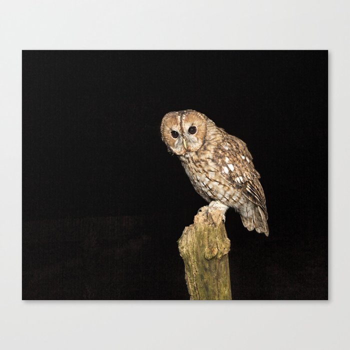Tawny Owl At Night Canvas Print
