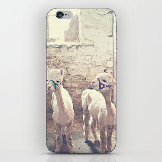 Young Alpacas iPhone Skin