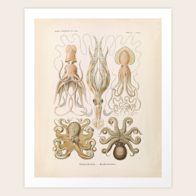 Vintage Octopus Illustration Print Scientific Illustrations Octopus Print Octopus Wall Art Art Print By Davidtribby Society6