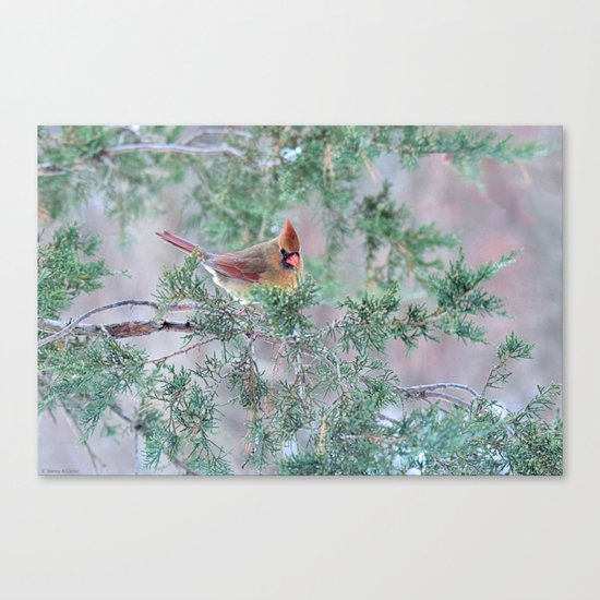 Pretty Female Cardinal Canvas Print