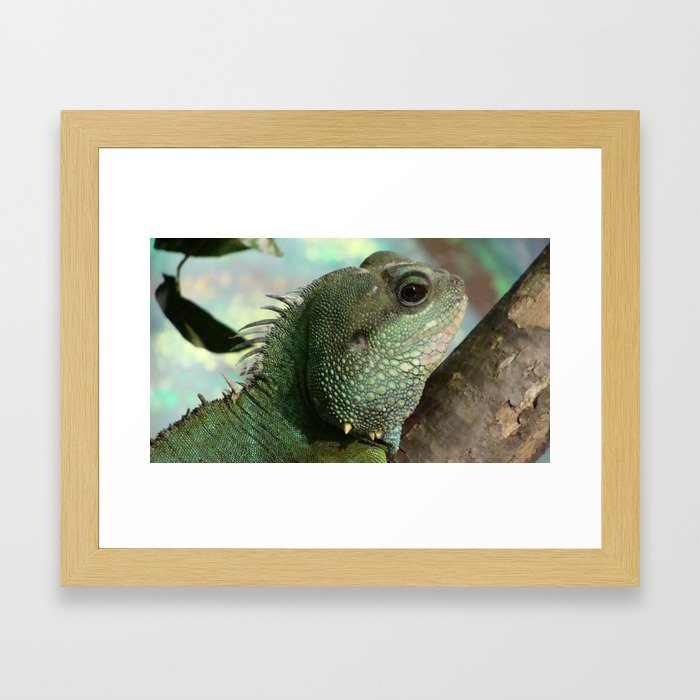 Iguana Framed Art Print
