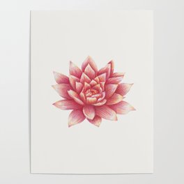 Lotus flower Poster