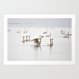 Swans. Art Print | Swans, Photo, Wings, Birds, Flap, Nature, Iceland 