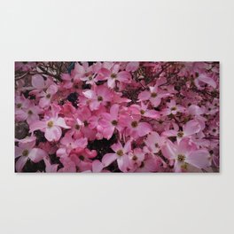Pink Dogwood Blossoms Canvas Print