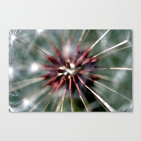 Dandelion Seed Head Canvas Print