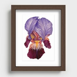 Bearded Iris II Recessed Framed Print