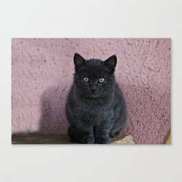 Cute Black Kitten Baby Cat Portrait Canvas Print
