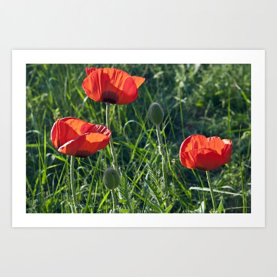 Red Poppies on the summer meadow Art Print