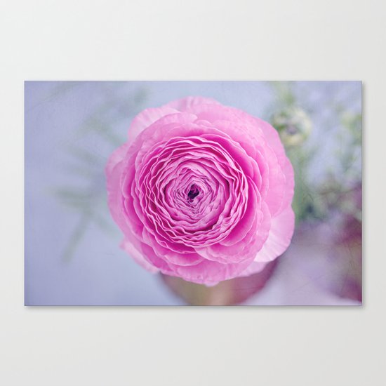 pink ranunculus Canvas Print