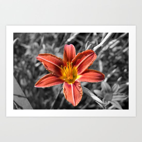 Orange-yellow Hemerocallis Art Print