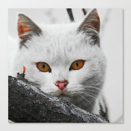 cat Canvas Print