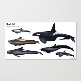 Blackfish Canvas Print