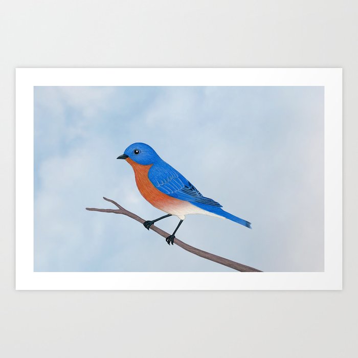 male eastern bluebird portrait art print by sarahknight male eastern bluebird portrait art print by sarahknight