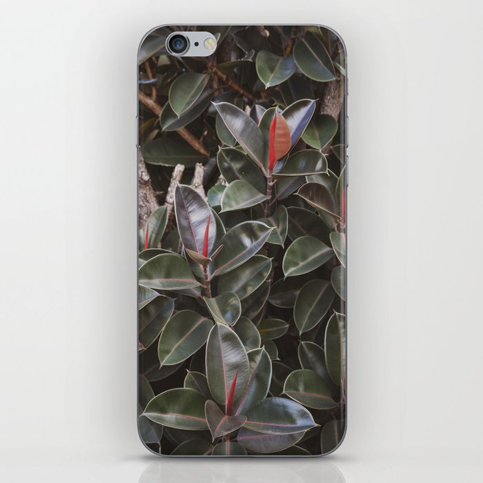 Vintage Ficus  |  The Houseplant Collection iPhone Skin