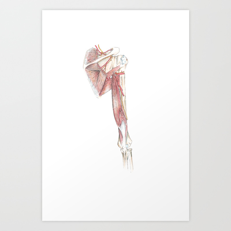 Get Wallpaper Posterior Brachium And Radial Artery Art Print By Alvininks Society6 Free