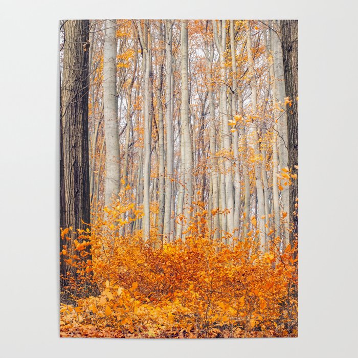 orange autumn Poster