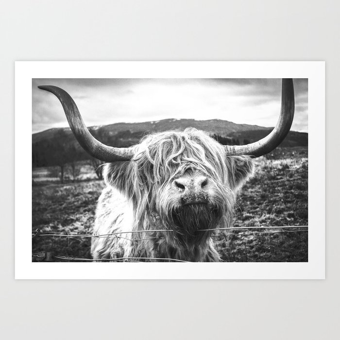 Highland Cow Nose Barbed Wire Fence Black and White Art Print