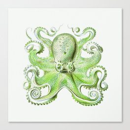 Vintage marine octopus - tropical waters Canvas Print