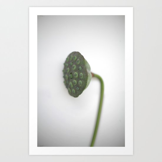 Lotus Fruit Pod Art Print