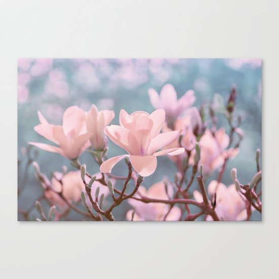 Magnolia 263 Canvas Print