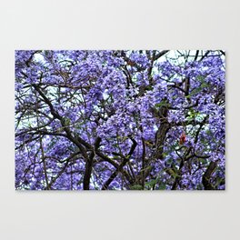  Jacaranda Tree Branch Flowering Blooming Spring Flowers  Canvas Print
