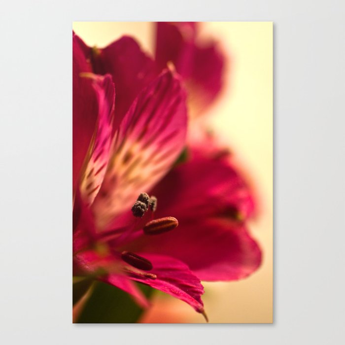{lily the pink} Canvas Print