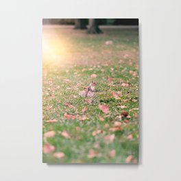Vertical Shot Squirrel Standing up in Grass Metal Print | Adorable, Grass, Omnivore, Beautiful, Sunlight, Wondering, Lookingaround, Peaceful, Photo, Cute 