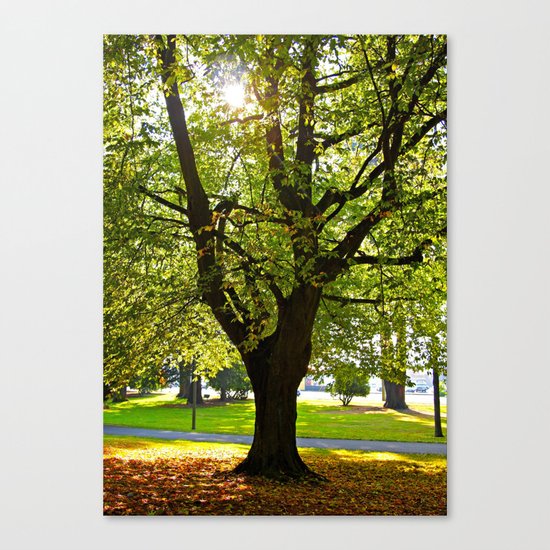 Autumn sun shines Canvas Print