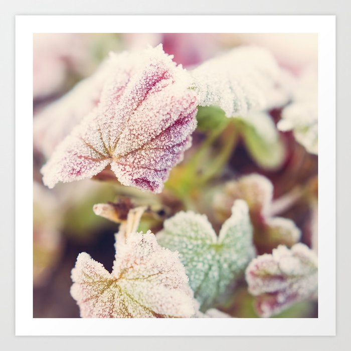 Frosted Begonia Leaves #2 Art Print