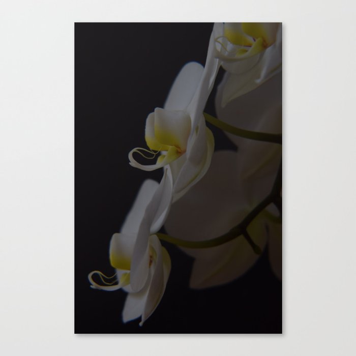 Bloom in the Dark Canvas Print
