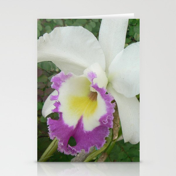 Cattleya Orchid Stationery Cards