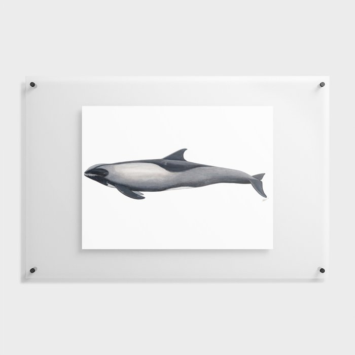 Melon-headed whale Floating Acrylic Print
