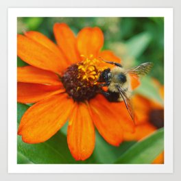 Bee on zinnia Art Print