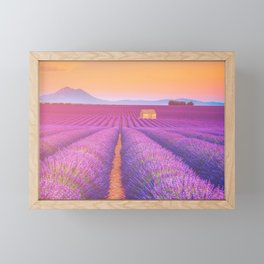 Dreamy Field of Lavender in Sunset Floral Landscape Photograph Framed Mini Art Print