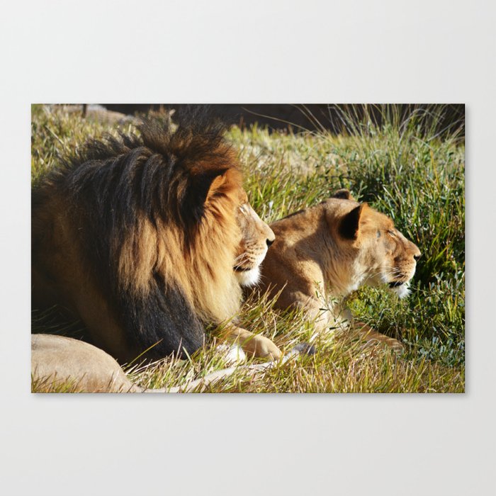 Lions Canvas Print